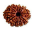 Dvaadasha Mukhi Rudraksha